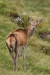 Red Deer